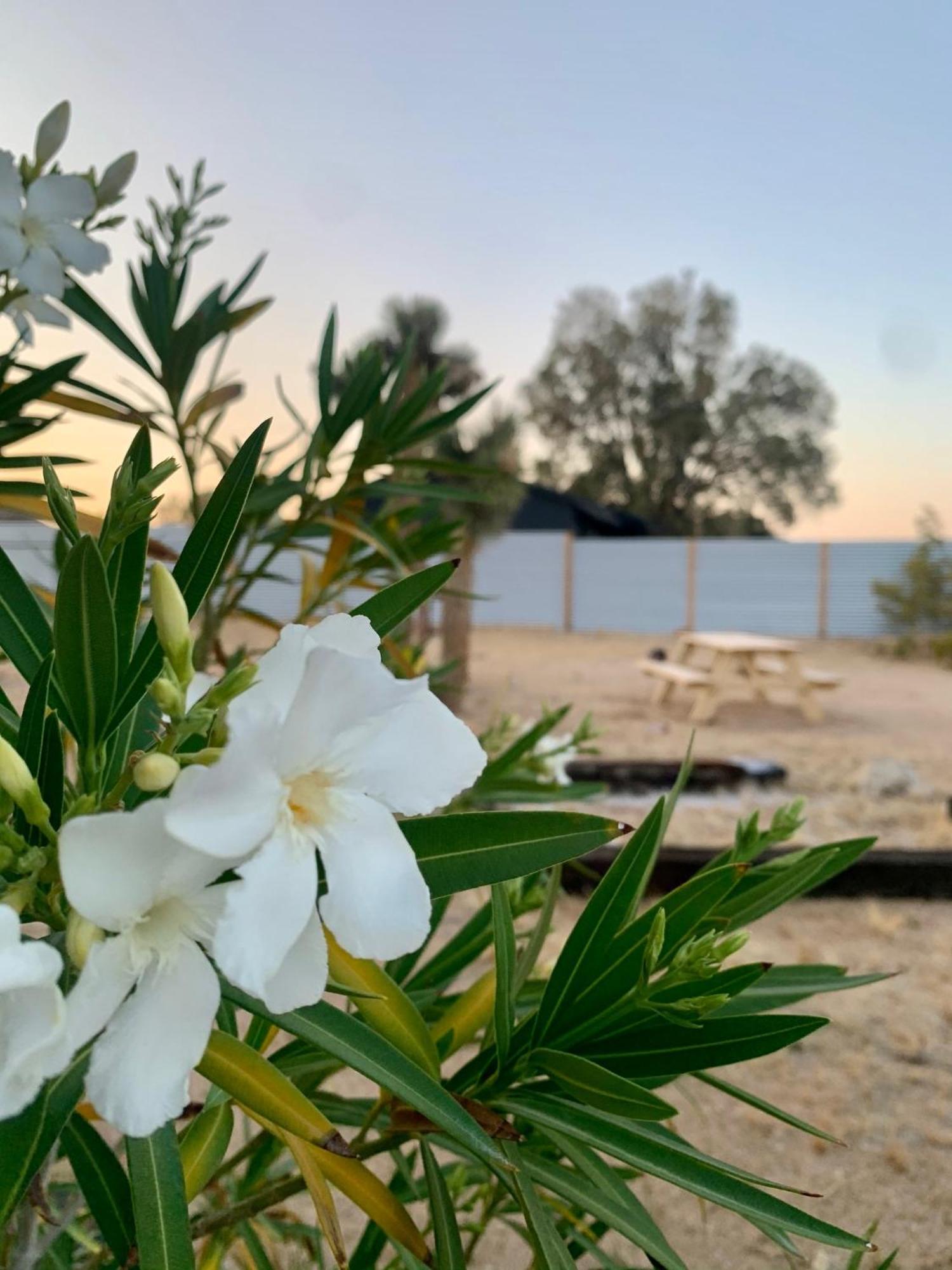 Casa Agave: Comfy Joshua Tree Cottage With Free Breakfast Bar Ngoại thất bức ảnh